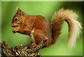 SZ5885 : Female Squirrel by Peter Trimming