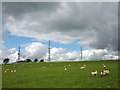 Sheep grazing at Bank Farm