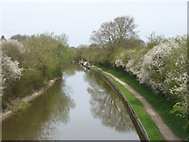 SP9511 : The Grand Union Canal near Aldbury by David Purchase