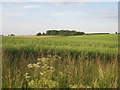 View towards Calcethorpe House