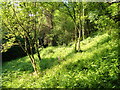 SX6887 : Open woodland by the Two Moors Way by Derek Harper