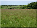 Looking across Laverick Dale