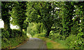 The Craigy Road near Saintfield