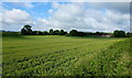 Arable land at Rogerstone