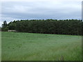 Shelter woodland, North Falaknowe