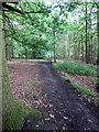 Path through Aspley Woods