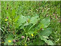 Wild flowers and grasses