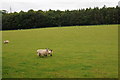 Ewe and lamb in a field near Eastington