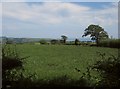 Field on Colyton Hill