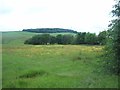 Meadow viewed from Brown Edge Road