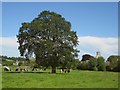 Tree near the Coly