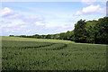 Ripening wheat near Lawrence