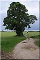 Tree and track