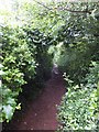 SX9157 : A muddy section of the South West Coast Path by David Smith