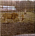 NS6862 : The Lions in the old Glasgow Zoo by Elliott Simpson