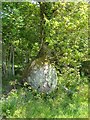 Tree and boulder near Frog Mill