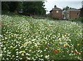 Ripon: the Workhouse Garden wild flower meadow