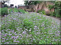 Ripon: the Workhouse Garden - 