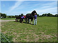 Horse and carriage preparation at Dyfed Shire Farm