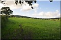 Mid Devon : Grassy Field