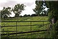 Whitehall : Grassy Field & Sheep