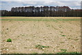 Bare field