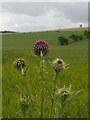 NT8837 : A Thistle At Flodden Field by James T M Towill