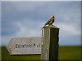 NT8937 : Yellowhammer (Emberiza citrinella) by James T M Towill