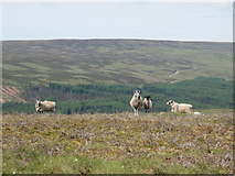 NY8343 : Swaledales above Upper Weardale by Mike Quinn