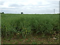 Oilseed rape crop off Croxton Road