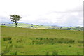 Lone Tree on a marshy field just off the road to Melin-y-Wig