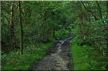 ST1116 : Taunton Deane : Woodland Path by Lewis Clarke