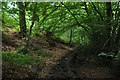 ST1117 : Taunton Deane : Sampford Common Footpath by Lewis Clarke