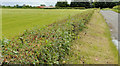 Flat countryside near Moira (2)