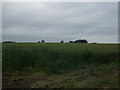 Farmland, South Luffenham