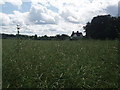 House on Wash Lane through field of rape seed