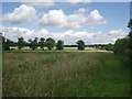 Footpath running alongside the A1M and line of oak trees