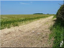 TA1471 : South-eastern edge of large barley field by Christine Johnstone
