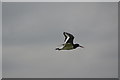 Oystercatcher in flight