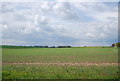 Farmland by Stoke Rd