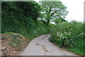 Lane to Whitestone Cross