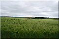 Barley field