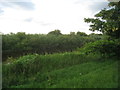 The River Aire at Rawcliffe