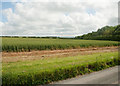 Wheatfield looking ENE from track to Glebe Farm