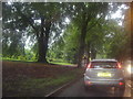 Trees along Romsey Road, Winchester