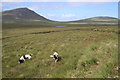NC3468 : Moorland to the east of Lochan nam Breac Buidhe by Des Colhoun