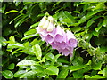 Woldingham:  Roadside foxgloves