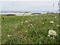 L8029 : Wildflowers on Calf Island, off Ardmore by ethics girl