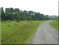 Horses in the pasture pigeons on the path