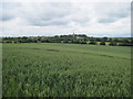 Over  fields  to  Laughton  en  le  Morthen